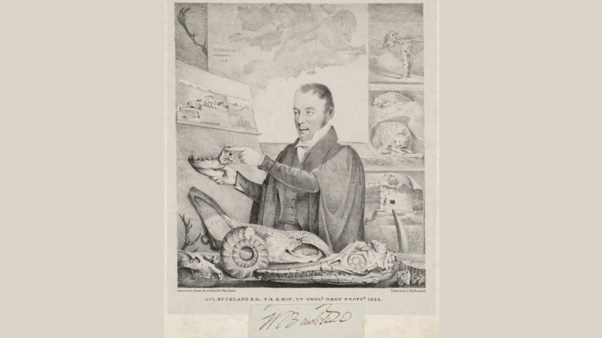 বাকল্যান্ড