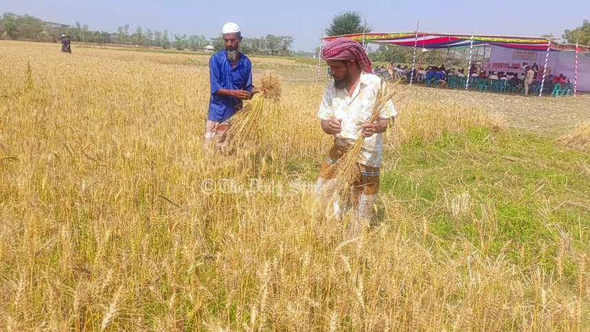 লবণ সহিষ্ণু গম