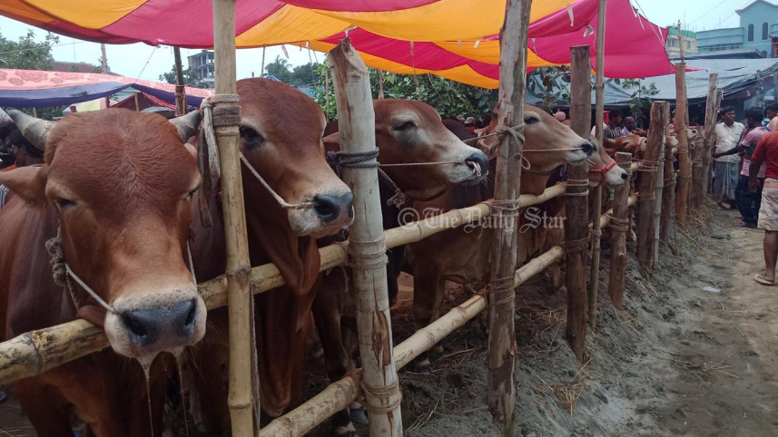 গরুর হাট