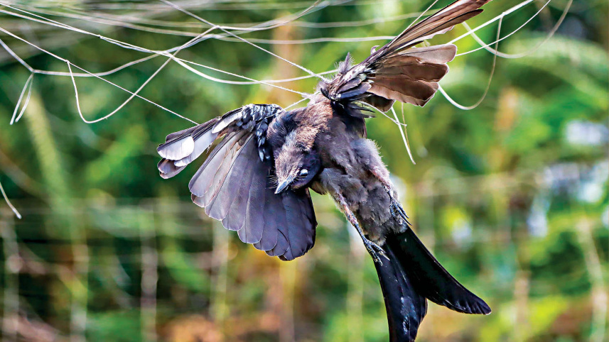 নিসর্গসখা দ্বিজেন শর্মা লিখেছিলেন, ‘ফুল ও পাখির উদয় পৃথিবীতে বলা চলে এক সঙ্গে, প্রায় ১০-১২ কোটি বছর আগে। সৌন্দর্যে, বৈচিত্র্যে উভয়ই সমতুল- তবু পাখি ছোটদের এত মন ভোলায় কেন?’