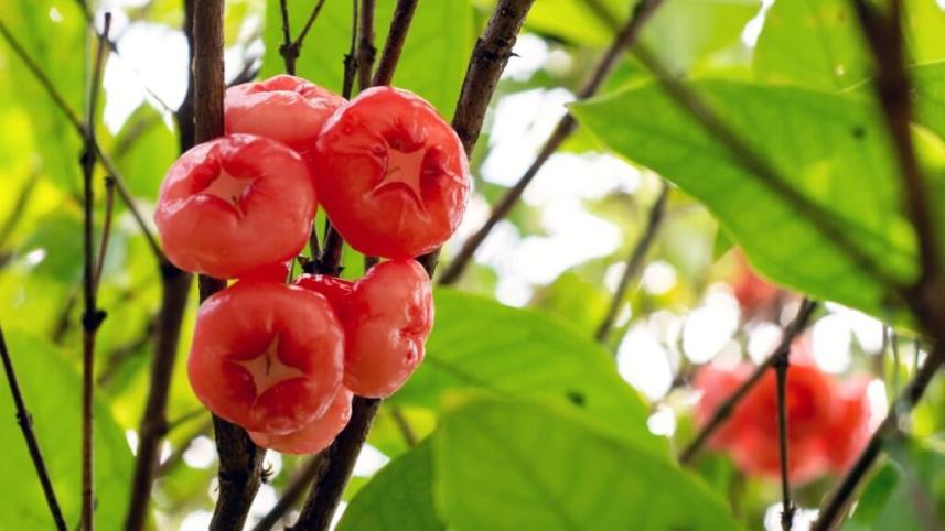 জামরুলের পুষ্টিগুণ