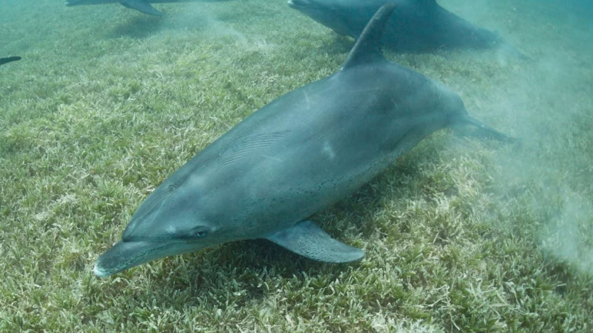 প্রশান্ত মহাসাগরে বটলনেক ডলফিন। প্রতীকী ছবি: সংগৃহীত