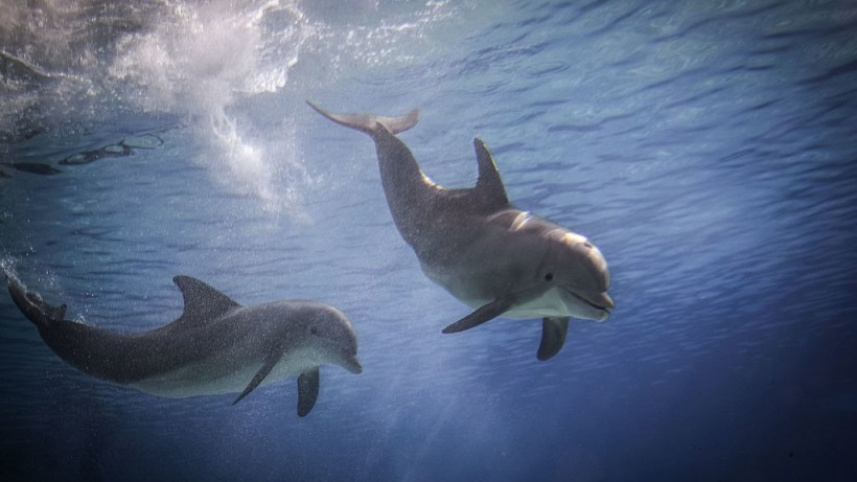 প্রশান্ত মহাসাগরে বটলনেক ডলফিন। প্রতীকী ছবি: সংগৃহীত