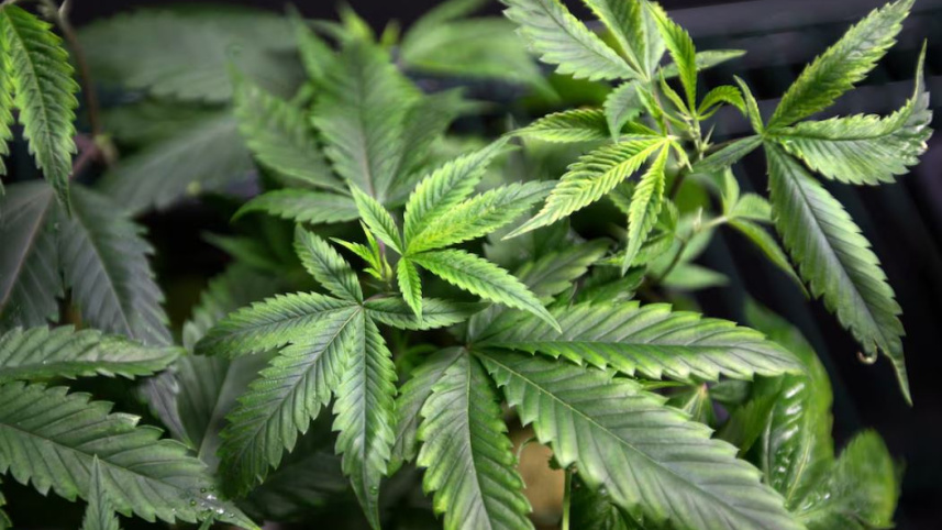 ক্যালিফোর্নিয়া অঙ্গরাজ্যে খাঁটি গাজার নমুনা। ফাইল ছবি: রয়টার্স