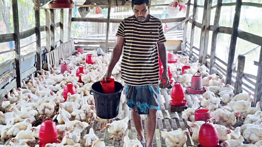 মুরগির দাম