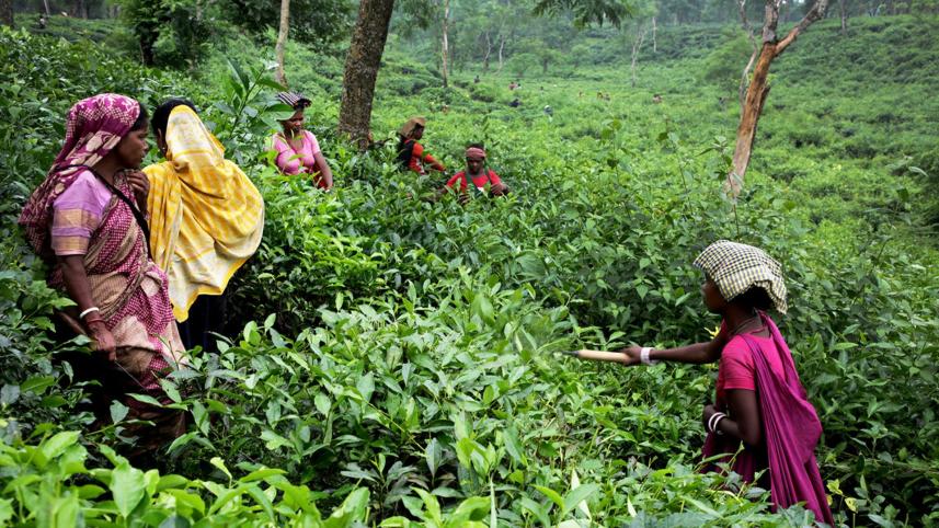 tea_workers_1.jpg