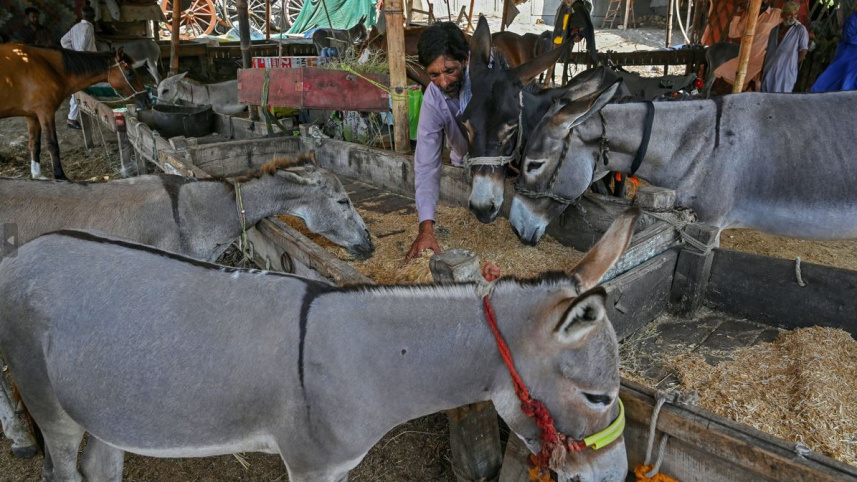 করাচিতে রোববারের হাটে বিক্রি হচ্ছে গাধা। ফাইল ছবি: এএফপি