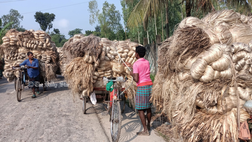 jute_lalmonirhat1_2nov24.jpg