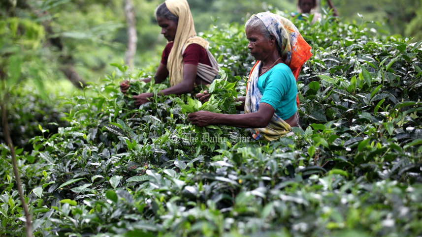 চা শিল্প