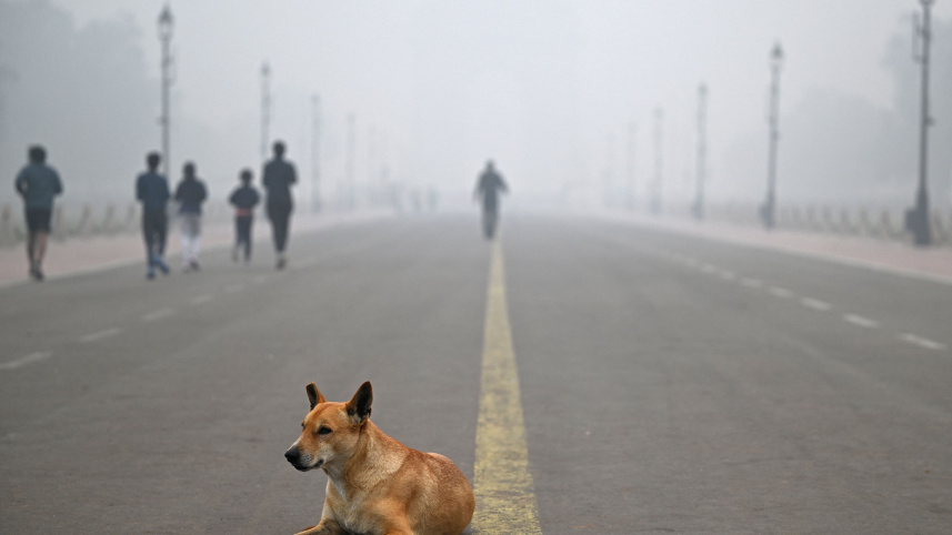 ইন্ডিয়া গেটের কাছে কুয়াশা ও ধোঁয়াশায় আচ্ছন্ন পরিবেশে এক চিলতে রোদের আশায় বসে আছে একটি কুকুর। ছবি: এএফপি