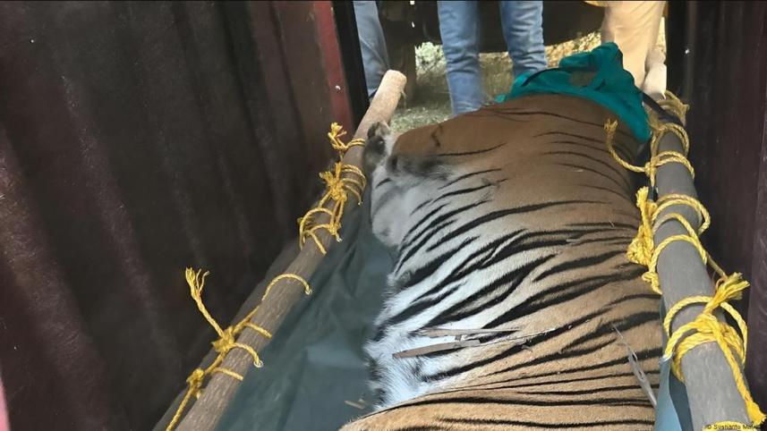 জিনাতকে খাঁচায় ভরে নিয়ে আসা হয় কলকাতায় আলিপুর চিড়িয়াখানায় পশু চিকিৎসালয়ে। ছবি: সুশান্ত মাল/ডয়চে ভেলে