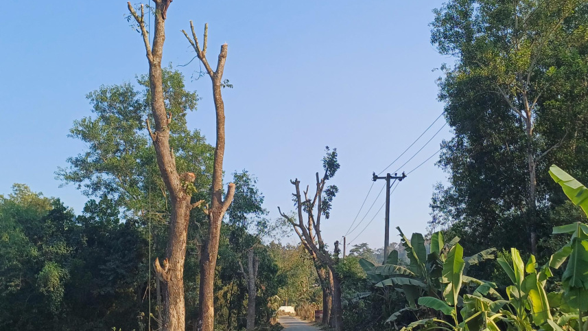 রেইচা হতে গোয়ালিয়াখোলা রাস্তার ধারে ৫শতাধিক গাছ কাটা হয়েছে। ছবি: মংসিংহাই মারমা/স্টার