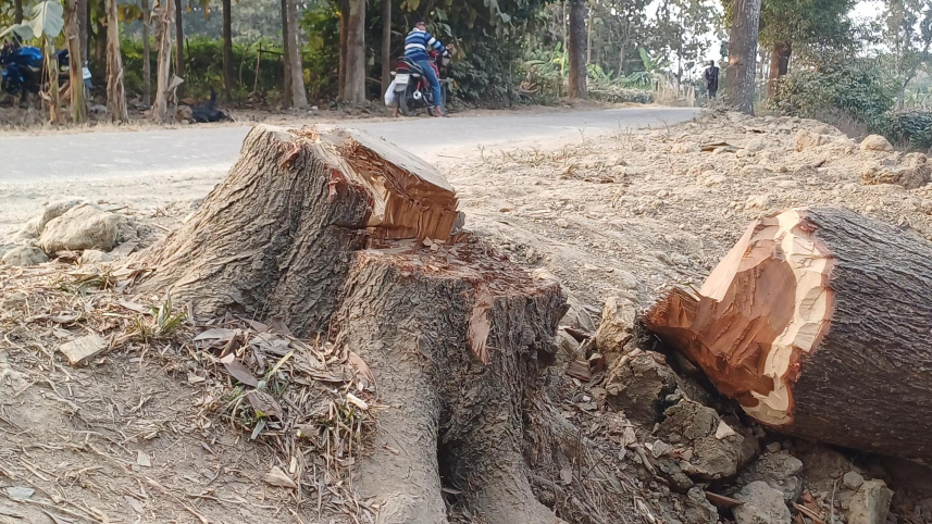 রাস্তার পাশে পড়ে থাকা গাছ ও গুড়ি। ছবি: মংসিংহাই মারমা/স্টার