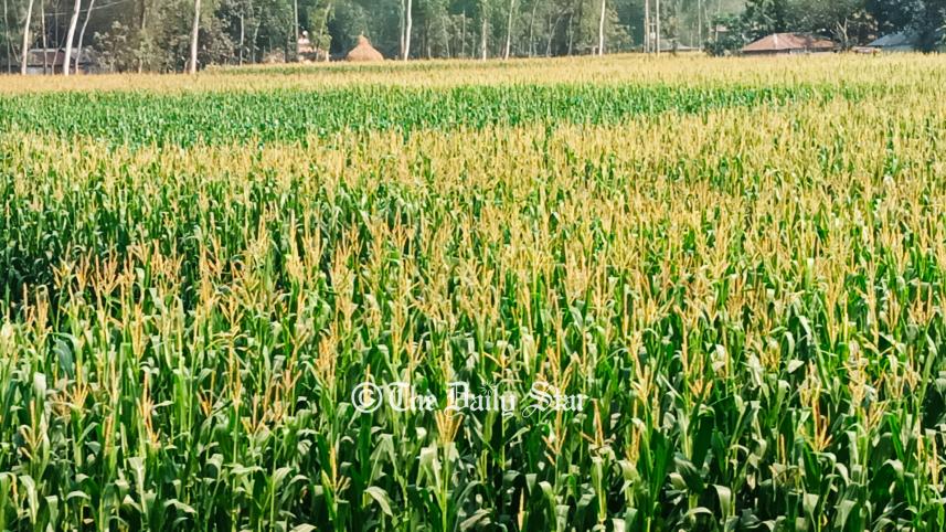 ভুট্টা চাষ