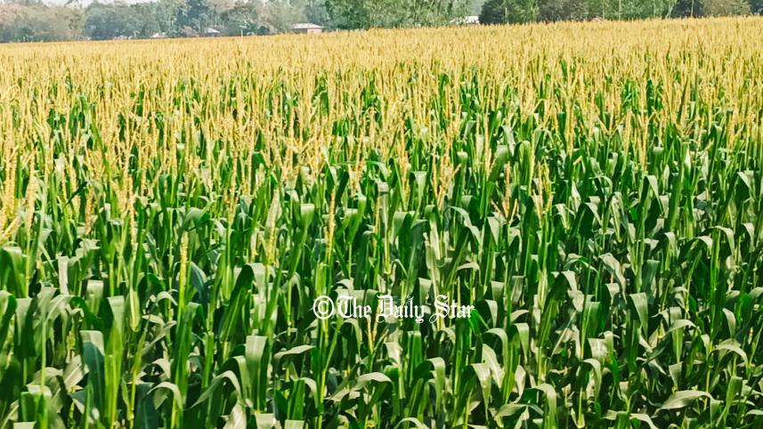 ভুট্টা চাষ