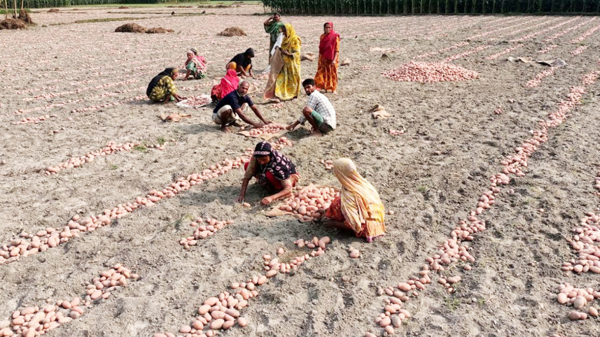 গত বছরের চেয়ে এবার ১৯ হাজার ৪৭ হেক্টর বেশি জমিতে আলু চাষ হয়েছে। ছবি: দিলীপ রায়/স্টার