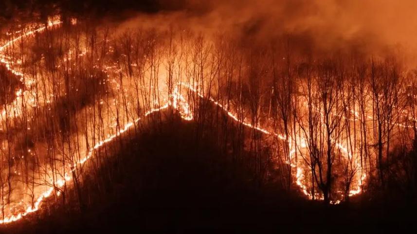 দক্ষিণ কোরিয়ার দাবানল জলছে। ছবি: ডয়চে ভেলে 