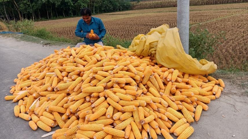 lalmonirhat_maize_production-01.jpg
