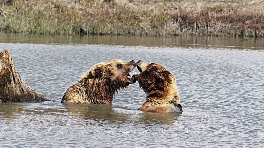 আলাস্কা ভ্রমণ