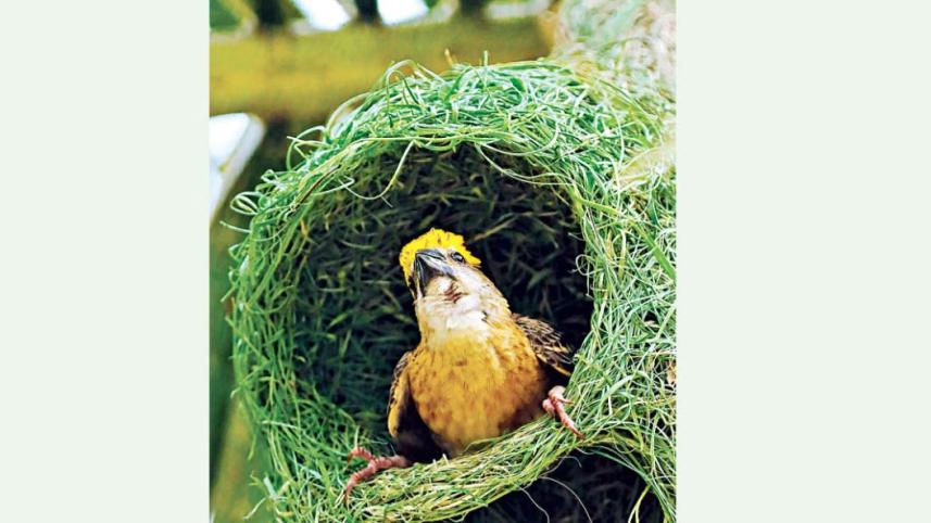 সিন্দুরিয়া