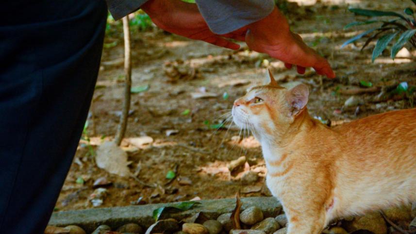 ঢাকার প্রকৃতি, পথের প্রাণী, লুকোনো সৌন্দর্য ঢাকা, নগর জীবনে সবুজ, গুলশান পার্ক ঢাকা, শহরে প্রকৃতি, পরিবেশ সচেতনতা, শিশুদের প্রকৃতি শিক্ষা, প্রকৃতি আর শৈশব, পথের বিড়াল কুকুর, সবুজের গুরুত্ব, জেনারেশন জেড পরিবেশ, প্রকৃতি আন্দোলন বাংলাদেশ, শহরে সবুজের অভাব, 