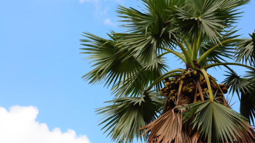 ঢাকার প্রকৃতি, পথের প্রাণী, লুকোনো সৌন্দর্য ঢাকা, নগর জীবনে সবুজ, গুলশান পার্ক ঢাকা, শহরে প্রকৃতি, পরিবেশ সচেতনতা, শিশুদের প্রকৃতি শিক্ষা, প্রকৃতি আর শৈশব, পথের বিড়াল কুকুর, সবুজের গুরুত্ব, জেনারেশন জেড পরিবেশ, প্রকৃতি আন্দোলন বাংলাদেশ, শহরে সবুজের অভাব, 