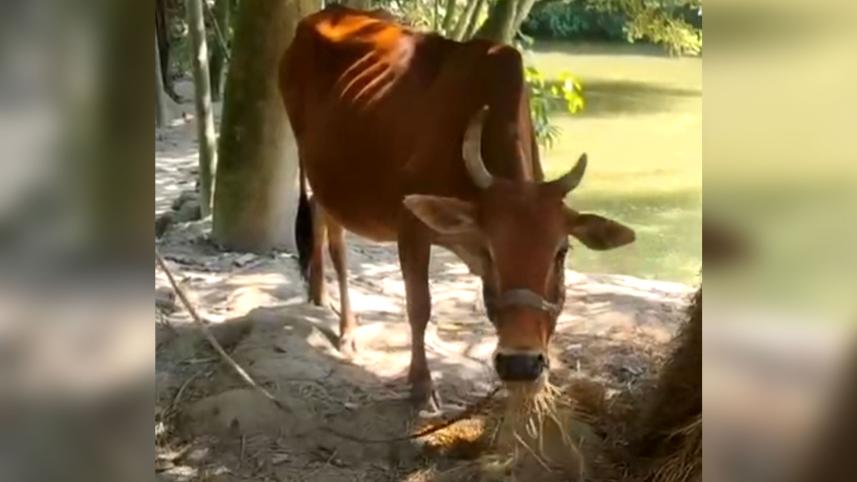 treeshal_cow_23oct25.jpg