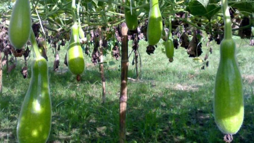 লাউয়ের পুষ্টিগুণ