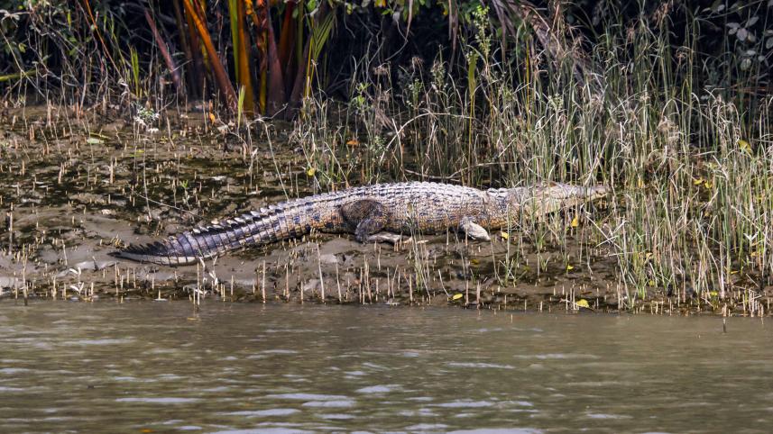 khulna-sundarbon_picture_10.jpg