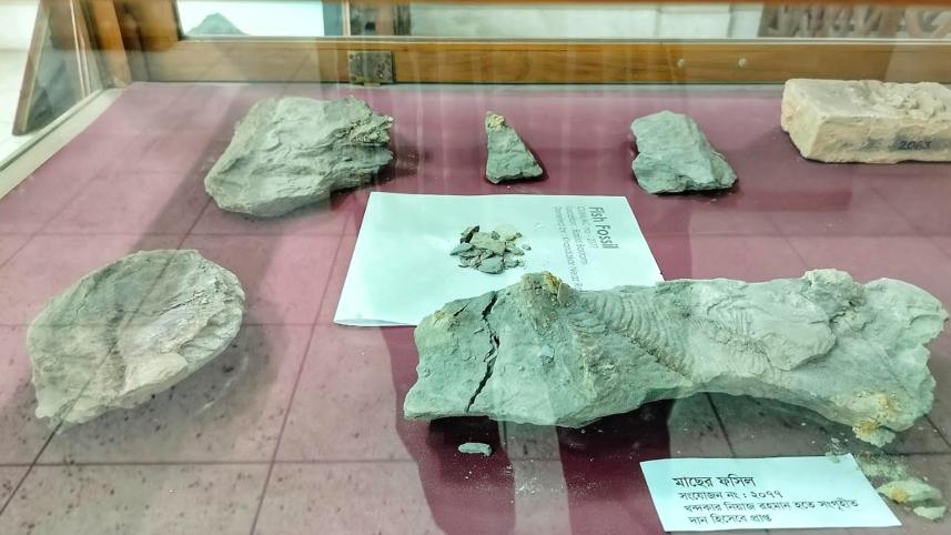 চবি জাদুঘর .jpg