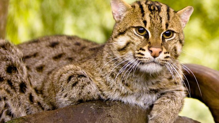 মেছো বাঘ.jpg