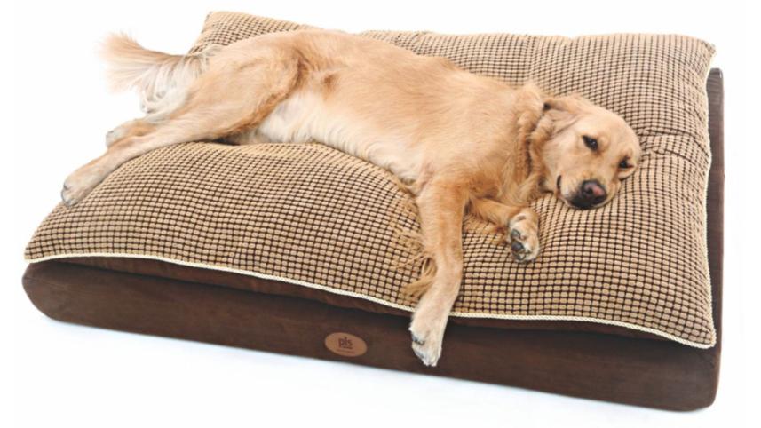 শীতে পোষা প্রাণীর যত্ন নেবেন যেভাবে