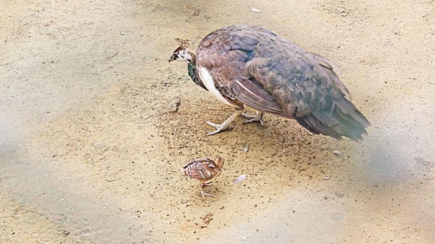 chattogram-zoo-2.jpg