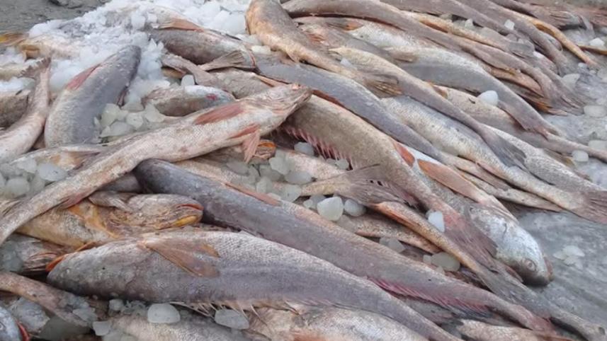fish2.jpg
