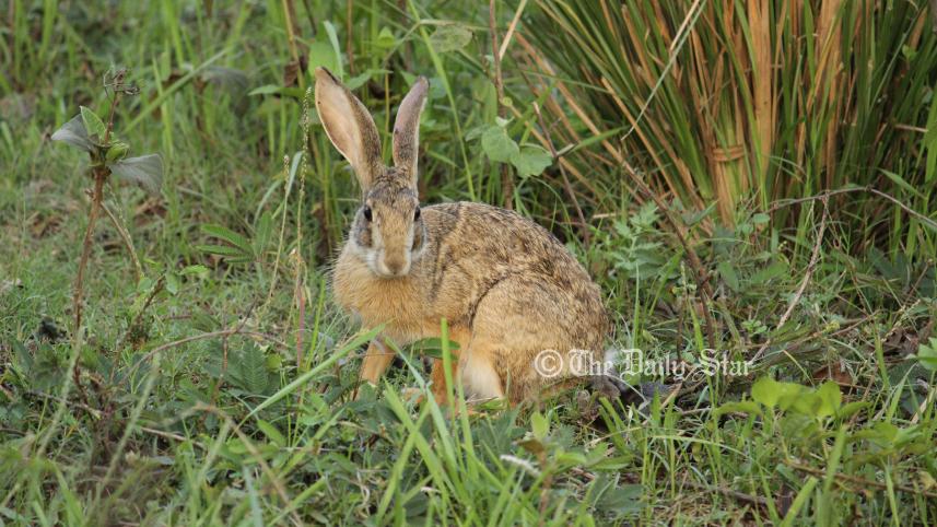 Rabbit-2.jpg