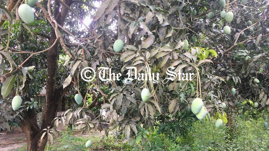 Rajshahi-Mango3_DS.jpg