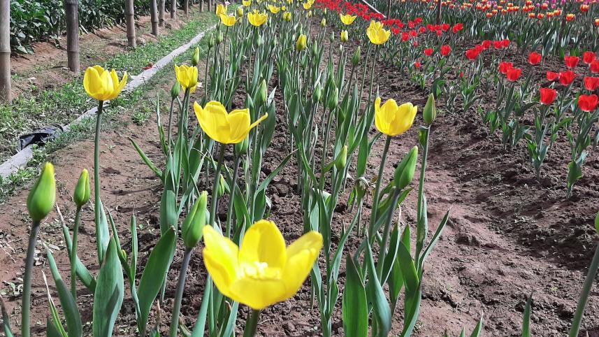 Tulip-2.jpg