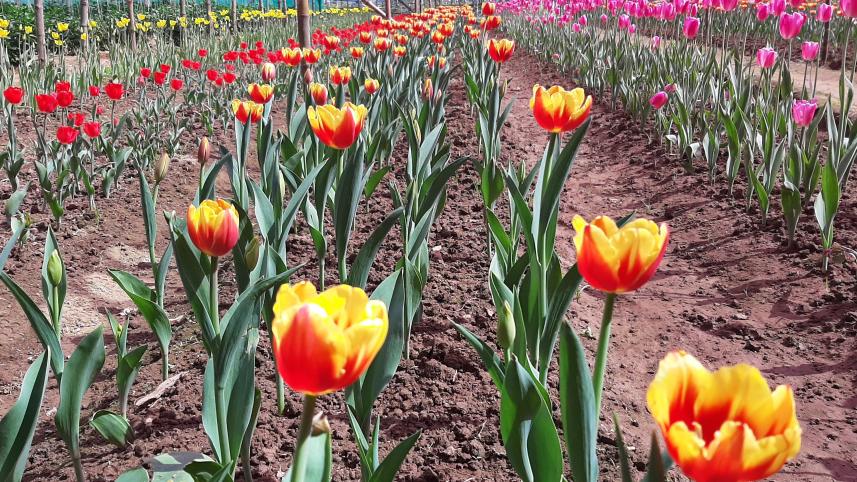Tulip-3.jpg