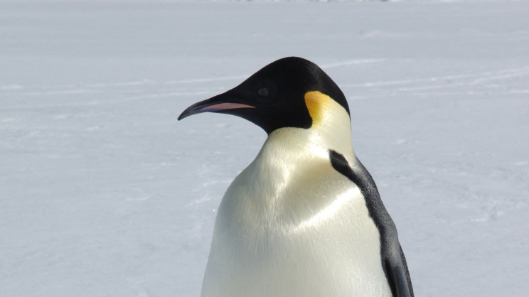 অ্যান্টার্কটিকায় সম্রাট পেঙ্গুইন। ছবি: এএফপি