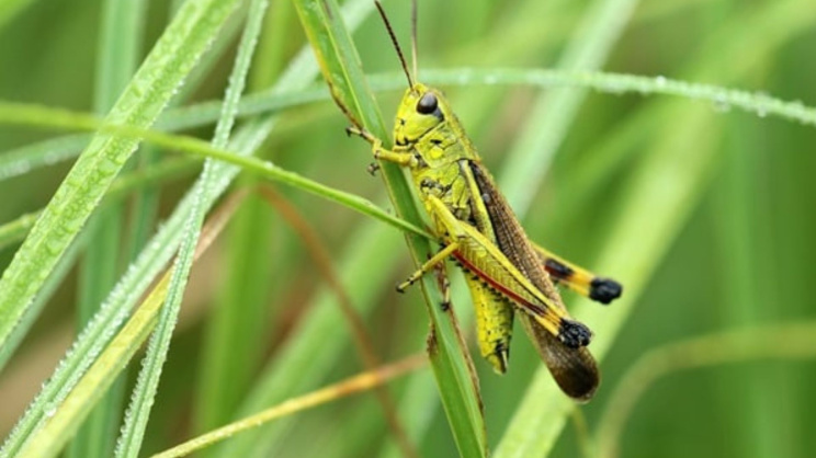 পঙ্গপাল। ছবি: সংগৃহীত