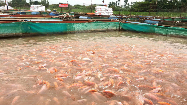 tilapia