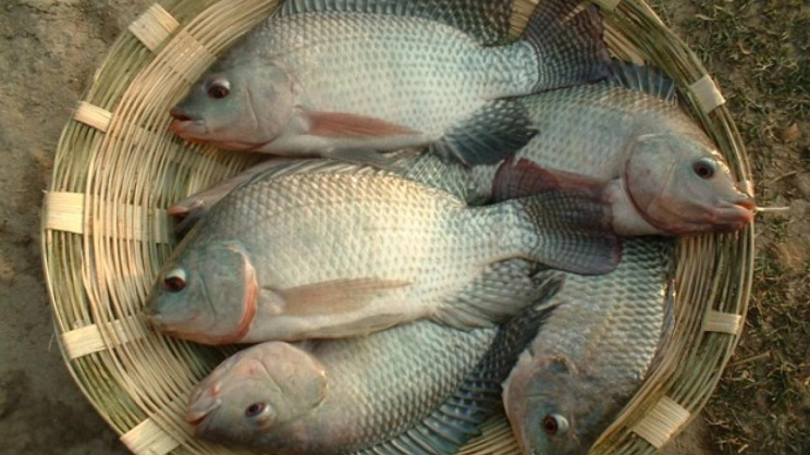 tilapia