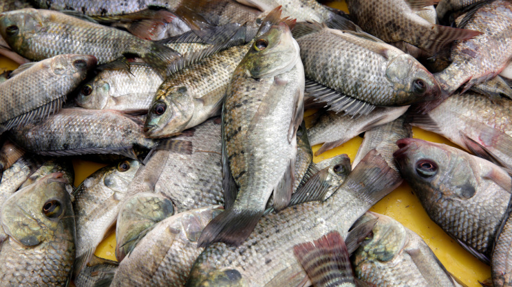 tilapia