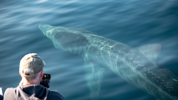Shark