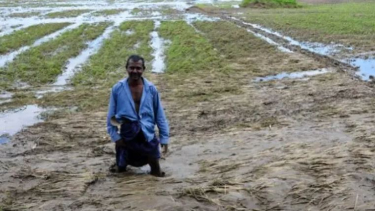 শ্রীলঙ্কায় এলনিনোর প্রভাবে খরা দেখা দিয়েছে। ছবি: দ্য আইল্যান্ড শ্রীলঙ্কা