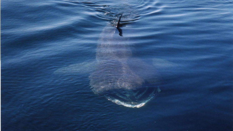 basking-shark