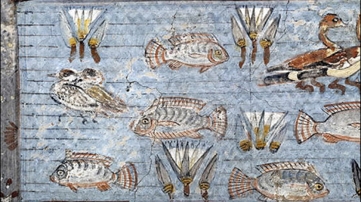 tilapia