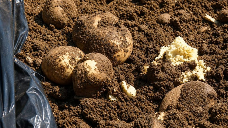 Potato