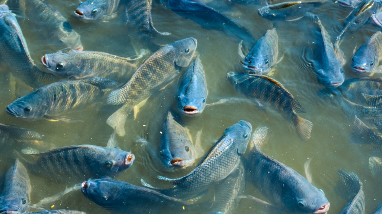tilapia