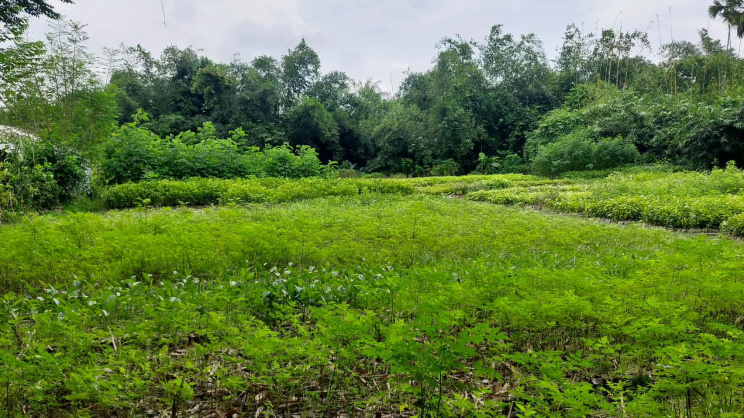 ছবি: স্টার।